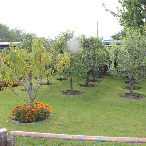 Streuobsttag in Dieskau